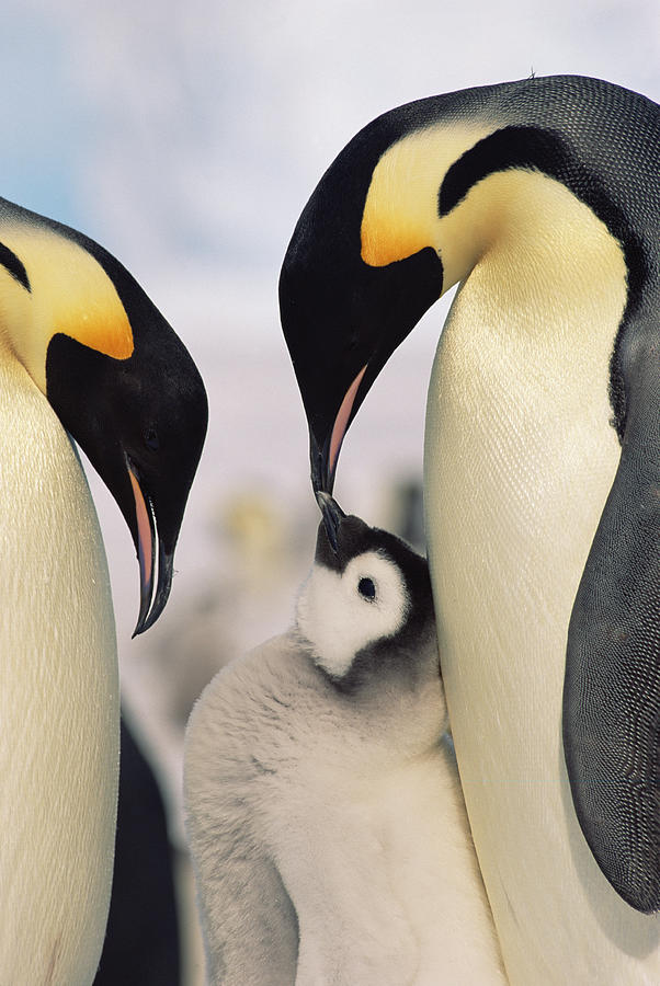 Emperor Penguin Parents With Chick Photograph by Konrad Wothe
