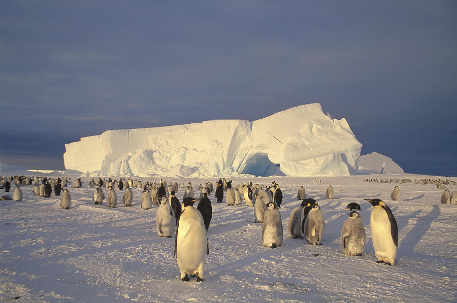 Emperor Penguin Rookery Weddell Sea #1 Photograph by Tui De Roy