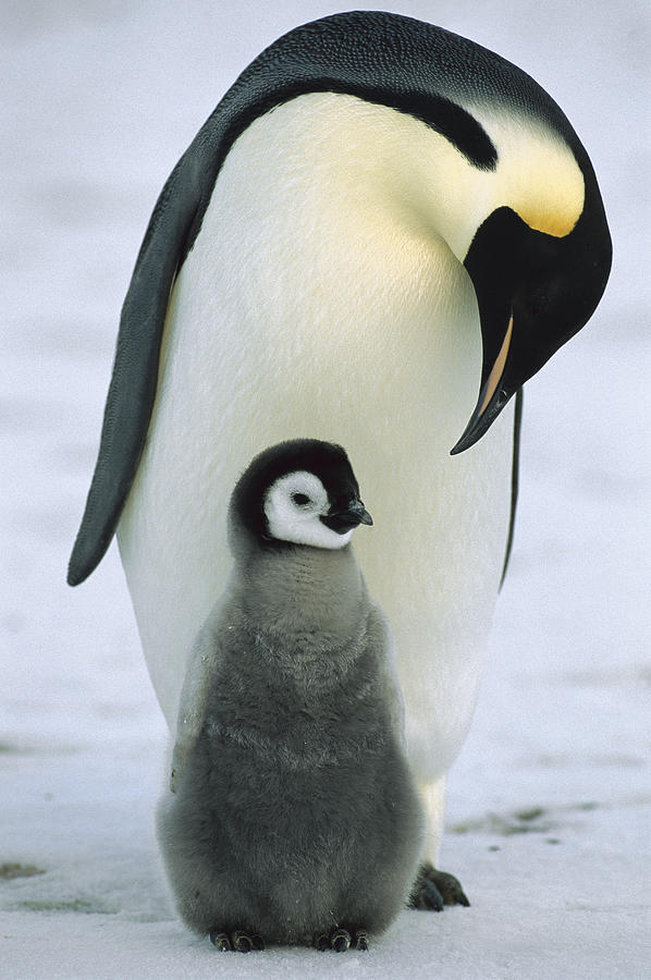 Emperor Penguin With Chick Antarctica #1 Photograph by Konrad Wothe