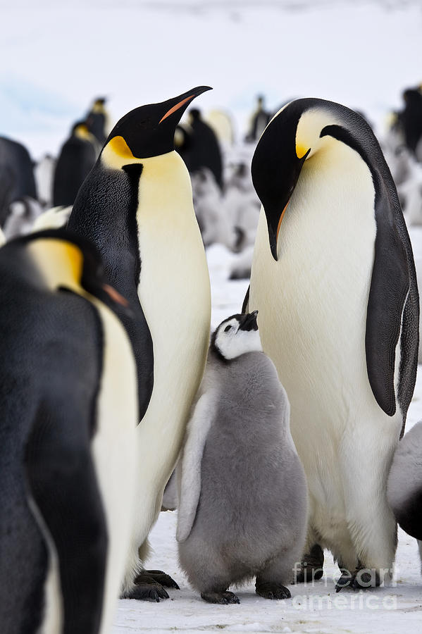 Emperor Penguins, Antarctica #1 Photograph by Greg Dimijian