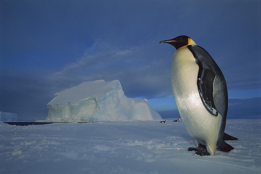 Emperor Penguins At Midnight Antarctica #1 Photograph by Tui De Roy