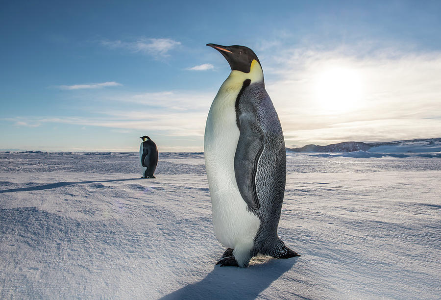 Emperor Penguins On The Surface Photograph By Alasdair Turner - Pixels