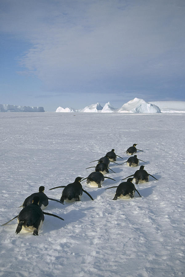 Emperor Penguins Tobogganing Antarctica #1 Photograph by Tui De Roy