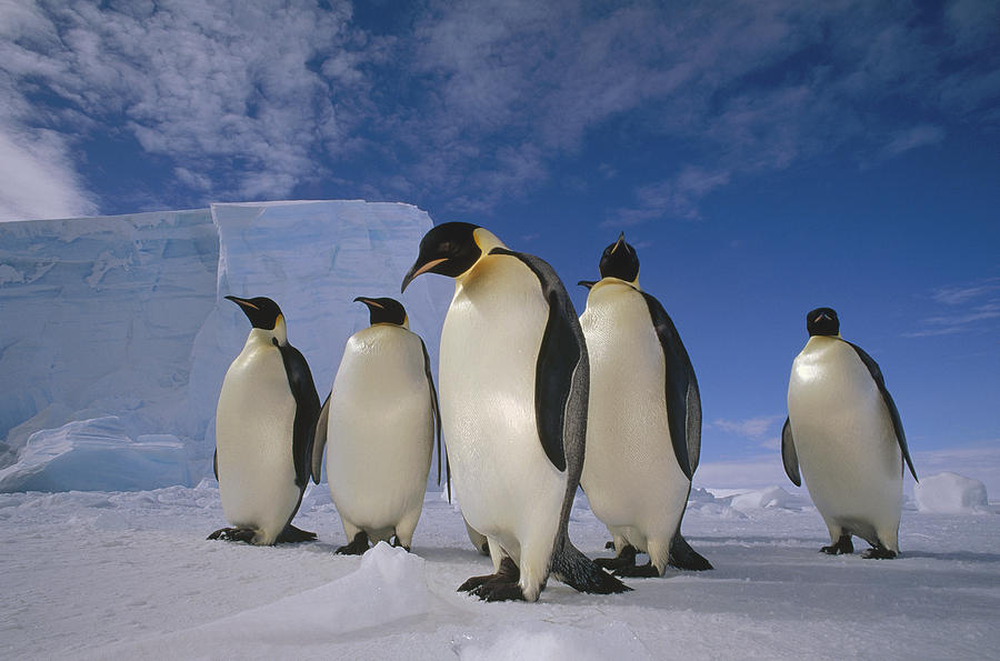 Emperor Penguins Weddell Sea Antarctica #2 Photograph by Tui De Roy