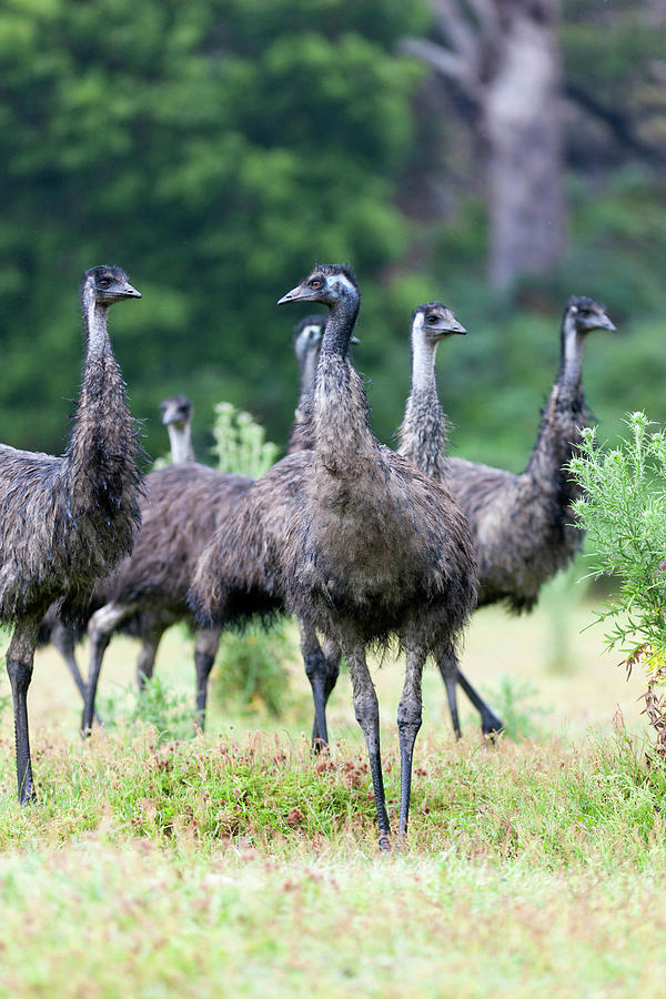 Emu Photograph - Emu (dromaius Novaehollandiae #1 by Martin Zwick