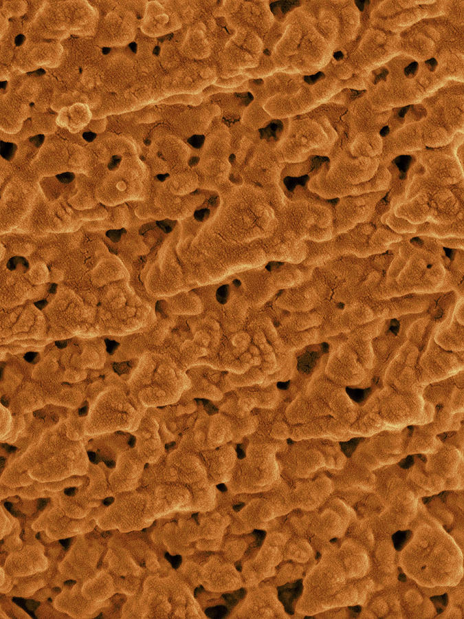 Emu Photograph - Emu Eggshell Surface #1 by Dennis Kunkel Microscopy/science Photo Library