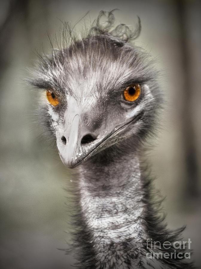 Emu #1 Photograph by Kym Clarke