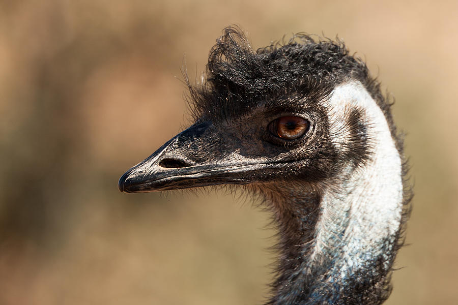 Emu Photograph by Marek Kocan - Fine Art America