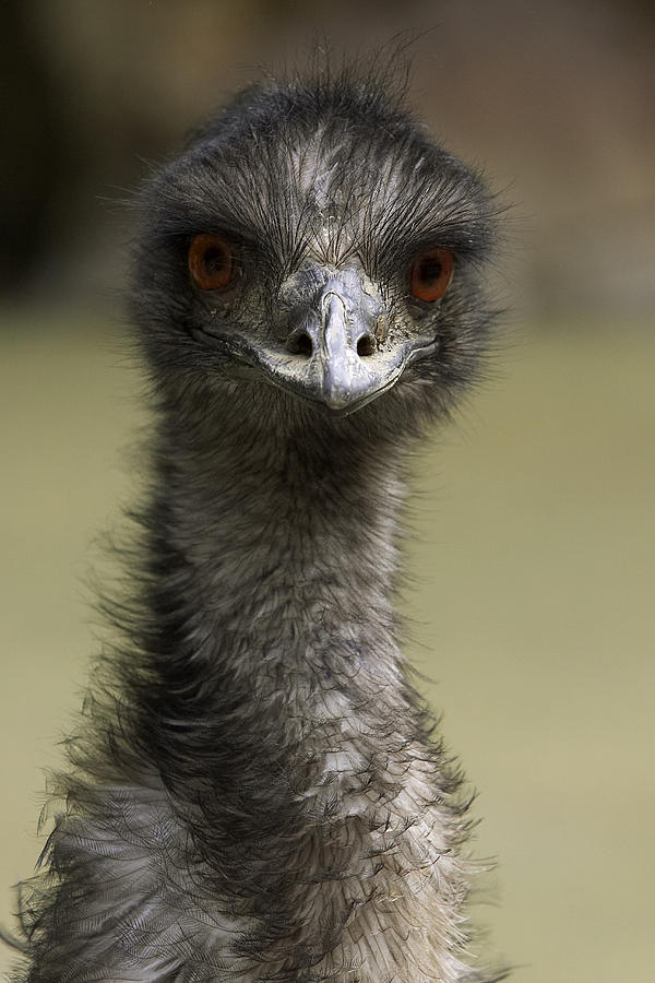 Emu Portrait #1 Photograph by San Diego Zoo