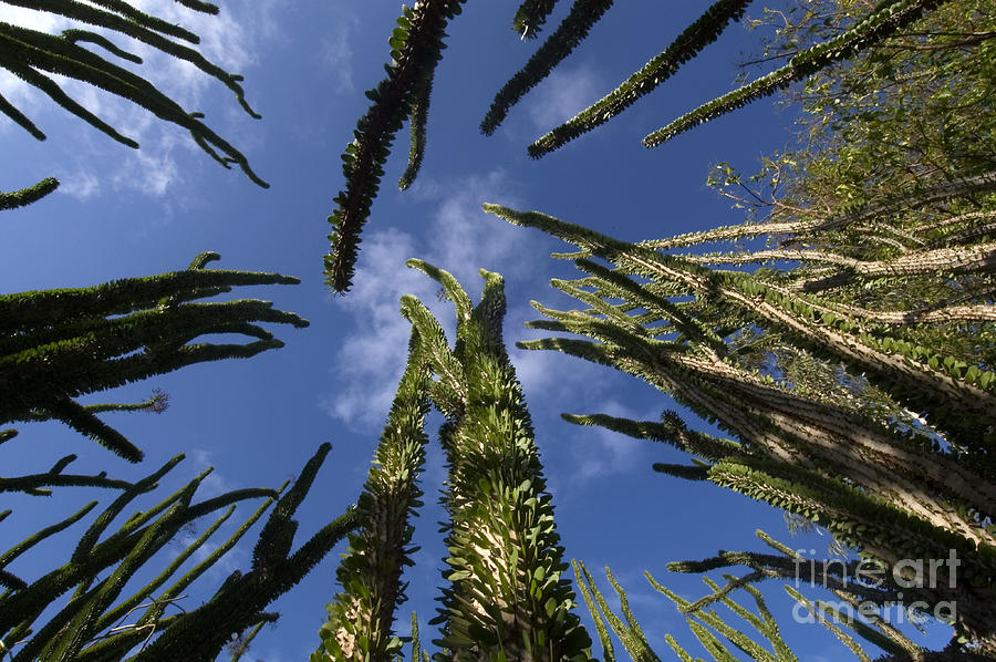 Endemic Trees, Madagascar #1 Photograph by Greg Dimijian