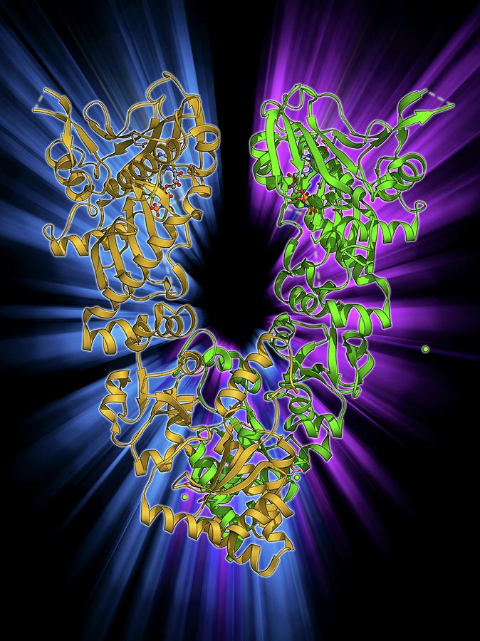 Alpha Helix Photograph - Endoplasmic Reticulum Chaperone Protein #1 by Laguna Design