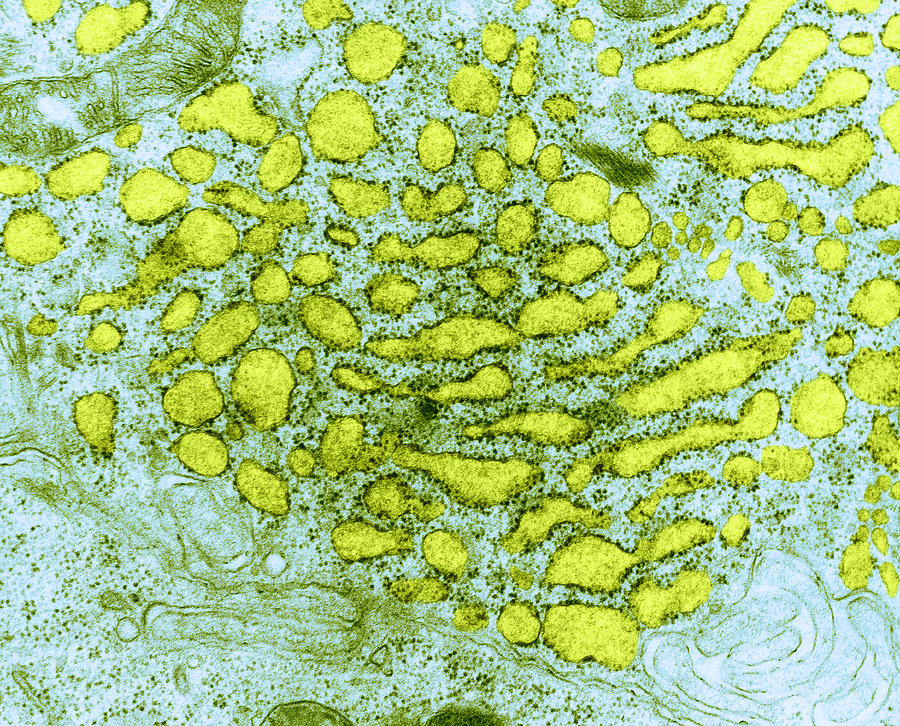 Endoplasmic Reticulum, Tem #1 Photograph by Science Source