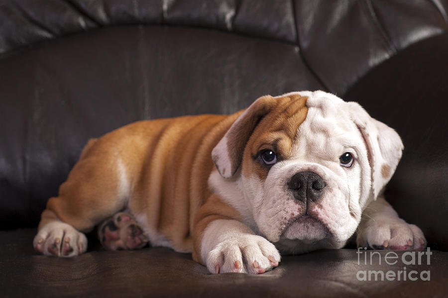 English bulldog #1 Photograph by Borislav Stefanov