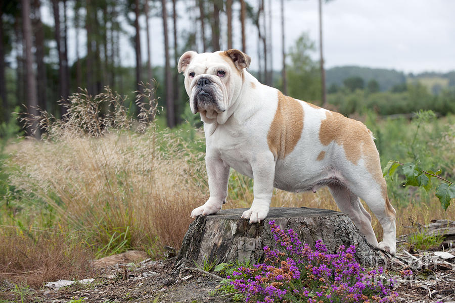English Bulldog #1 Photograph by John Daniels