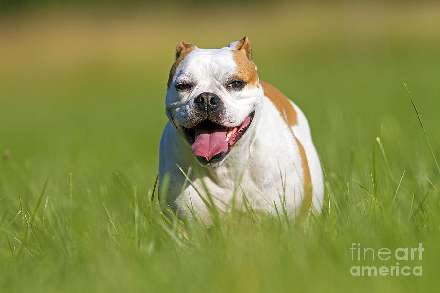 Dog Photograph - English Bulldog #1 by M. Watson