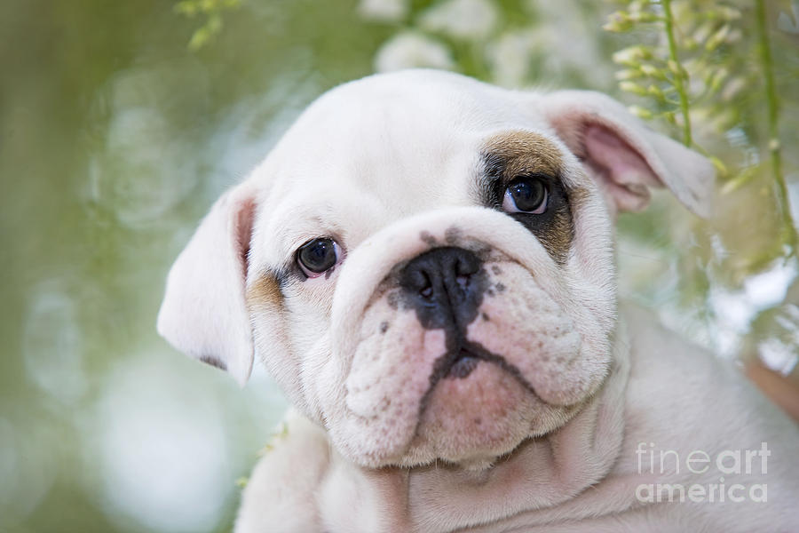 English Bulldog Puppy #4 Photograph by Jean-Michel Labat