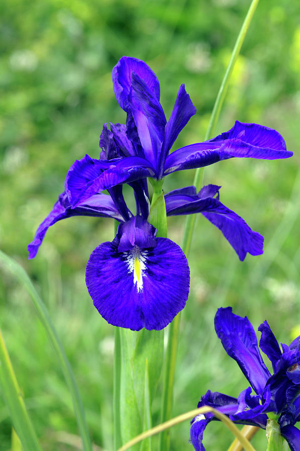 English Iris (iris Latifolia) #1 Photograph by Brian Gadsby/science Photo Library