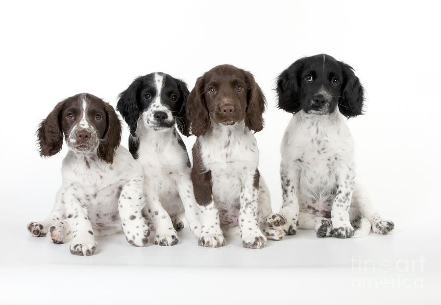 English Springer Spaniel Puppies #1 Photograph by John Daniels