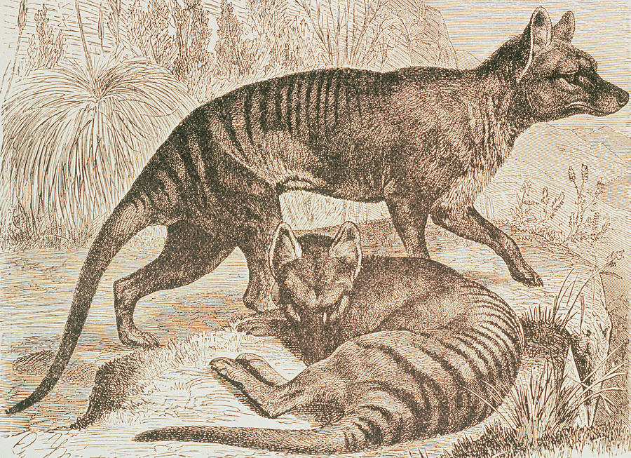 Engraving Of The Tasmanian Wolf #1 Photograph by George Bernard/science Photo Library