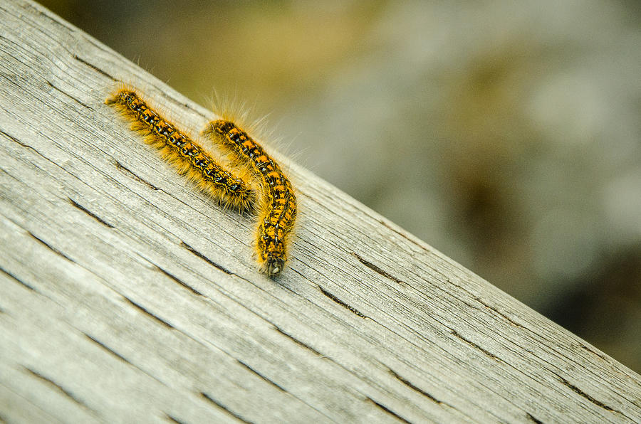 Caterpillar Stroll Photograph by Roxy Hurtubise