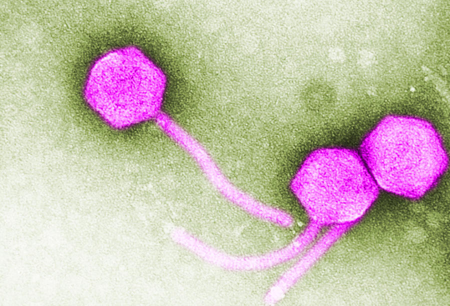 Enteriobacteria Phage T5, Tem #1 Photograph by Biology Pics