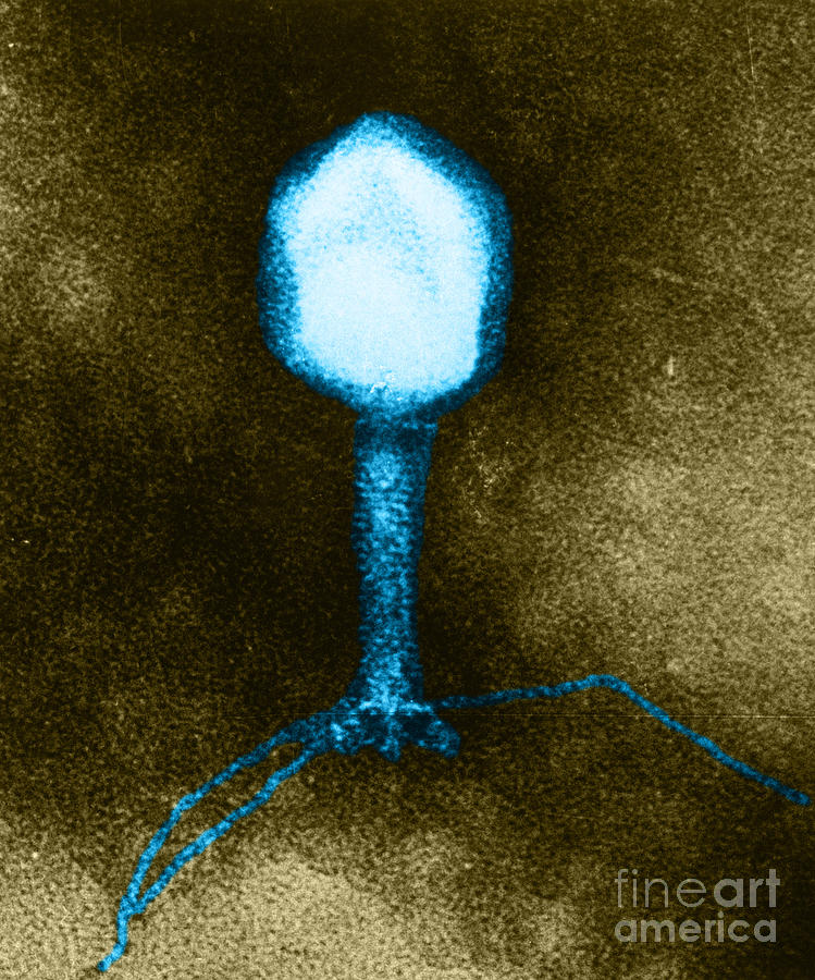 Enterobacteria Phage T4 #1 Photograph by Lee D. Simon