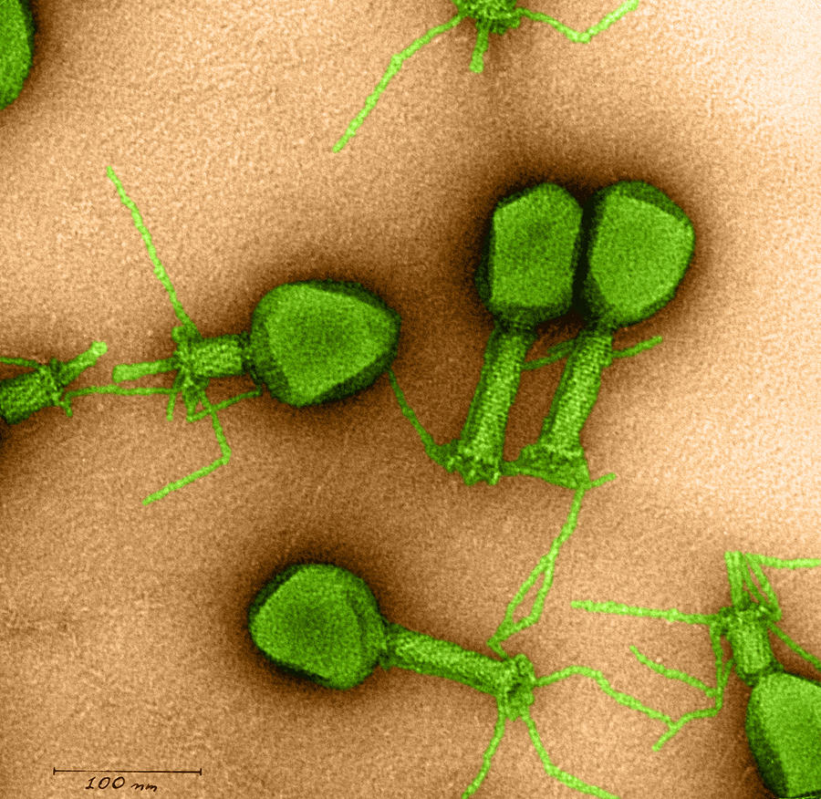 Medical Photograph - Enterobacteria Phage T4 #1 by Omikron