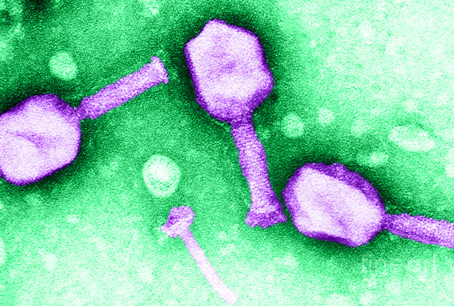 Enterobacteria Phage T5 Tem #1 Photograph by Biology Pics