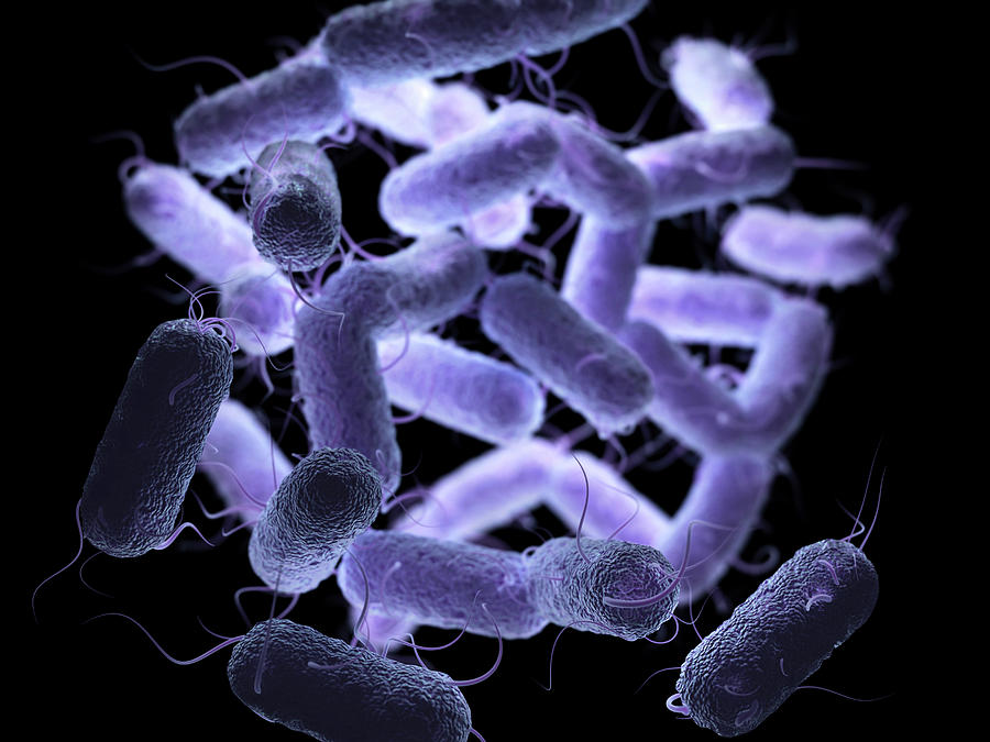 Enterobacteriaceae Bacteria Photograph by Ktsdesign/science Photo ...