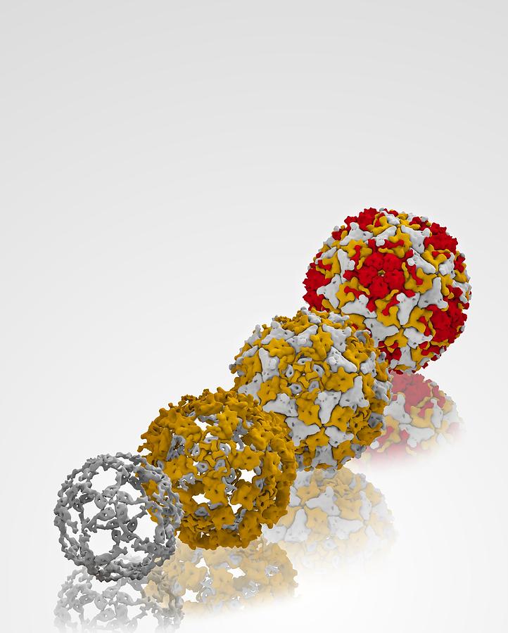 Shell Photograph - Enterovirus capsid proteins structure #1 by Science Photo Library