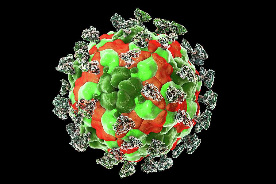 Enterovirus With Integrin Photograph By Kateryna Konscience Photo Library Fine Art America