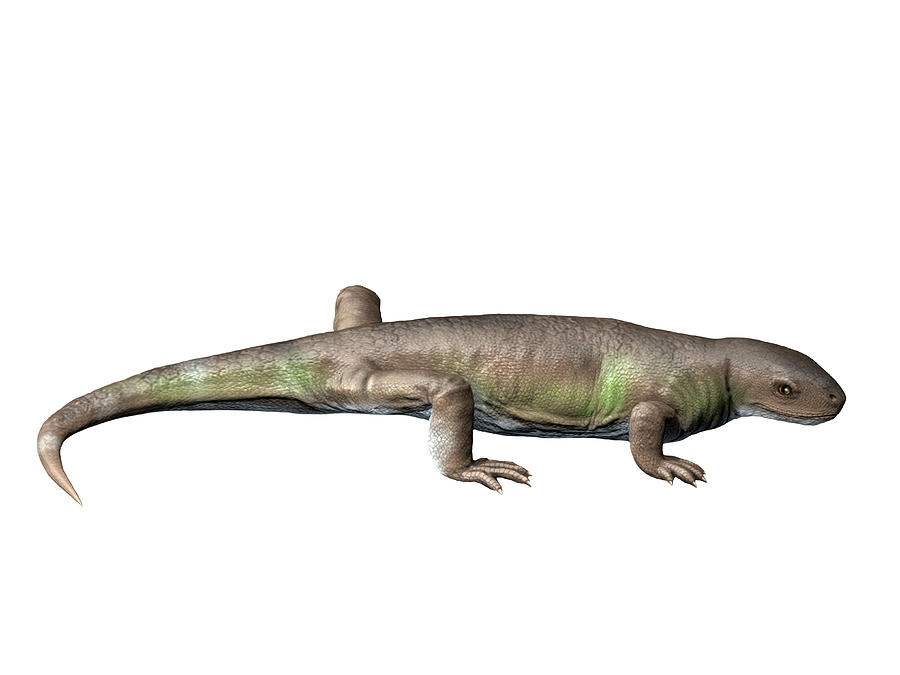 Eocasea Is A Synapsid From The Late Photograph
