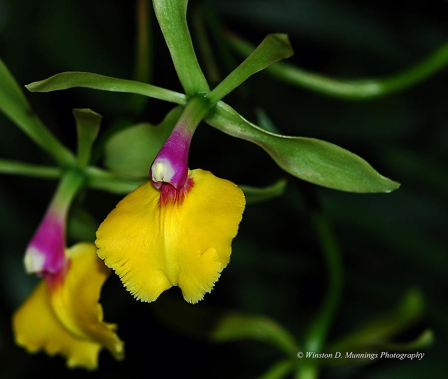 Epidendrum Orchid #1 Photograph by Winston D Munnings