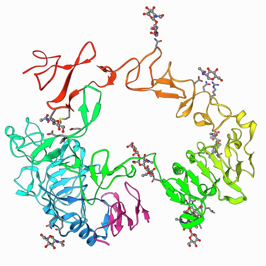 Epidermal Growth Factor And Receptor #1 by Laguna Design/science Photo ...