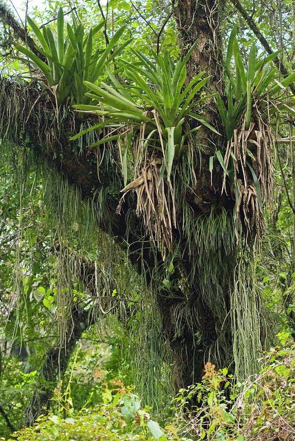 Epiphytic Bromeliads #1 Photograph by Philippe Psaila/science Photo Library