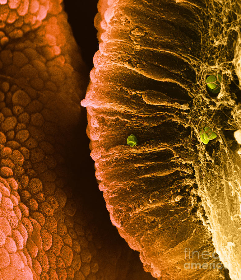 Epithelial Cells Sem #1 Photograph by David M. Phillips
