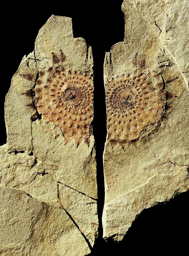Prehistoric Photograph - Equisetum Horsetail Fossil #1 by Gilles Mermet