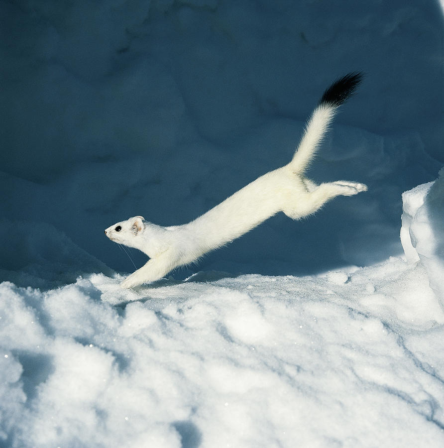 stoat jumping