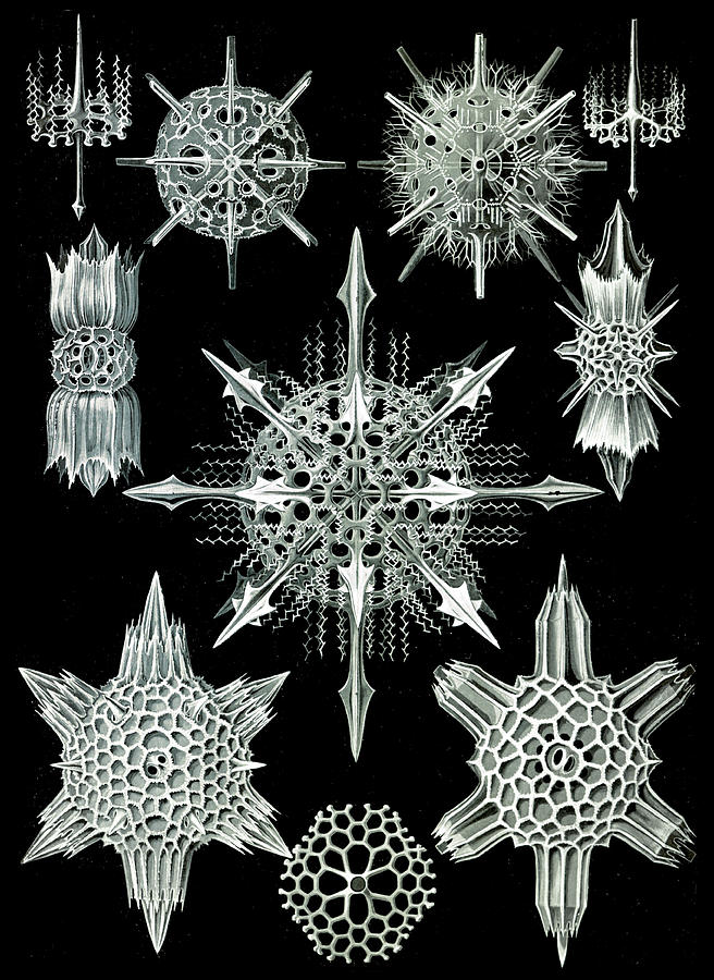 Ernst Haeckel, Acantharea, Radiolaria #1 Photograph by Science Source