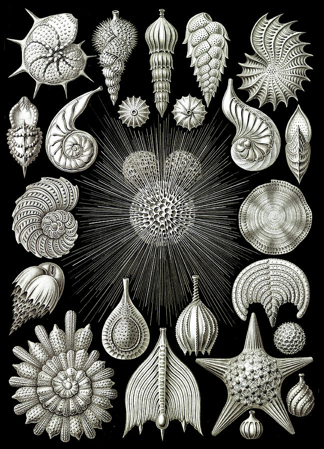 Ernst Haeckel, Foraminifera, Protists #1 Photograph by Science Source