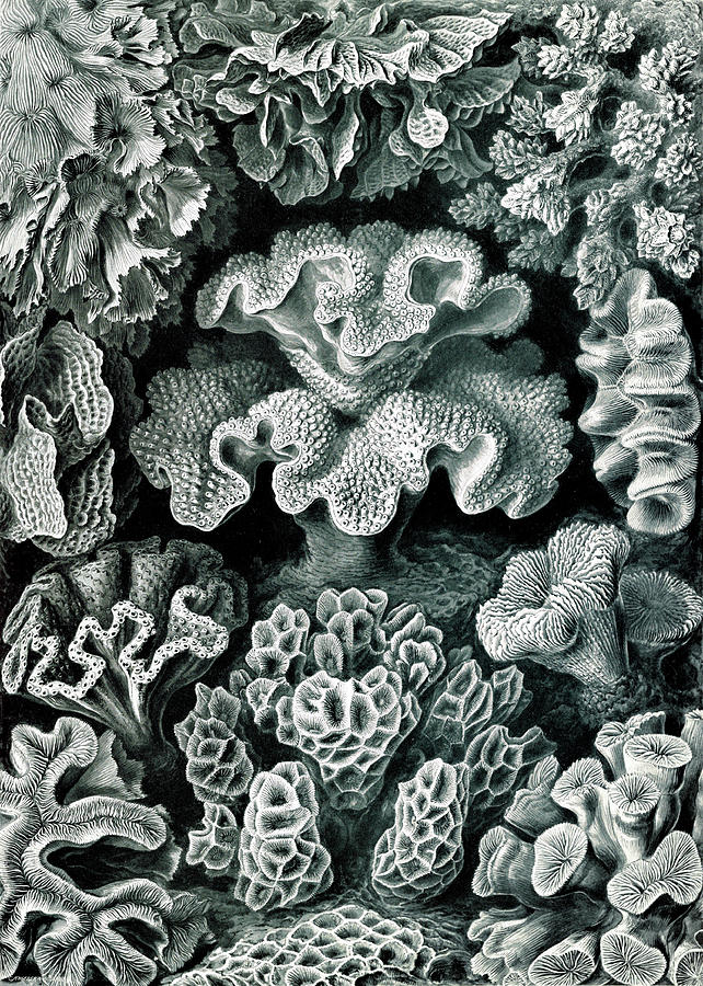 Ernst Haeckel, Hexacorallia, Corals #2 Photograph by Science Source