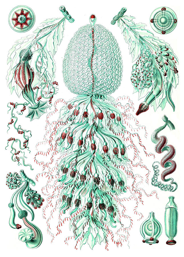 Ernst Haeckel, Siphonophorae, Hydrozoa #1 by Science Source