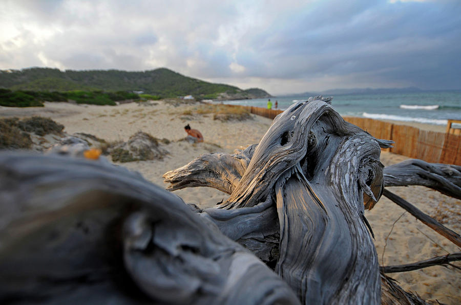 Centennial Sabina Tree In Es Cavallet Beach Ibiza Spain Photograph By