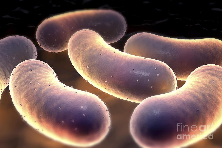Escherichia Coli Bacteria #1 Photograph by Science Picture Co