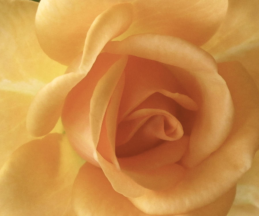 Nature Photograph - Essence of Rose by Cedona Holly