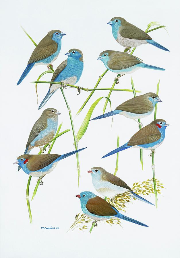 Estrildid Finches #1 Photograph by Natural History Museum, London/science Photo Library