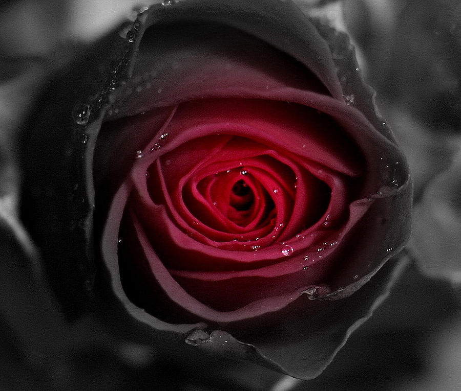 Eternally Yours Rose Photograph by Marie Neder