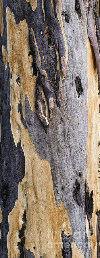 Australia - Eucalyptus bark Photograph by Steven Ralser