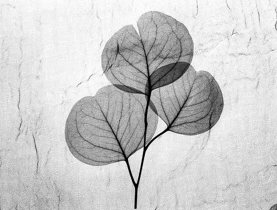 Eucalyptus Leaves #1 Photograph by Albert Koetsier X-ray