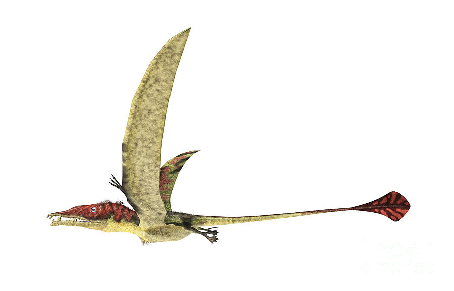 eudimorphodon